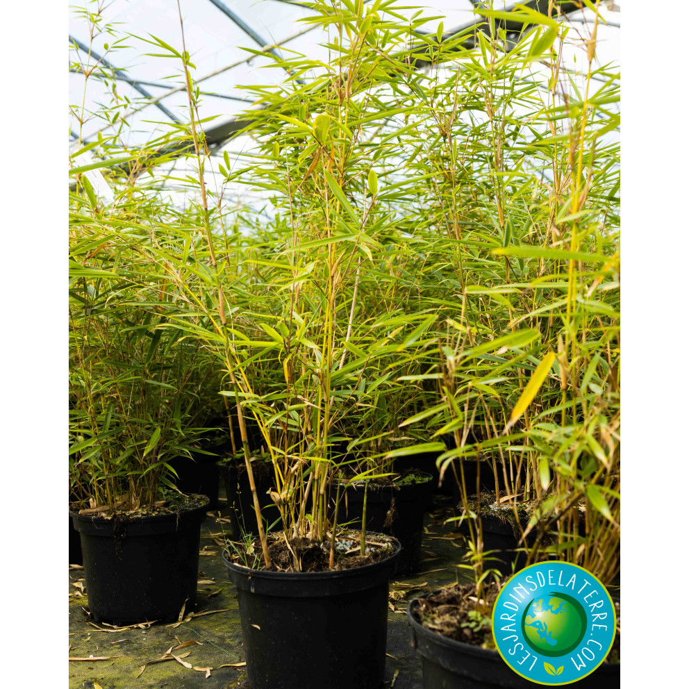 Bambou de Campbell - Fargesia robusta... Bambou de Campbell - Fargesia robusta...