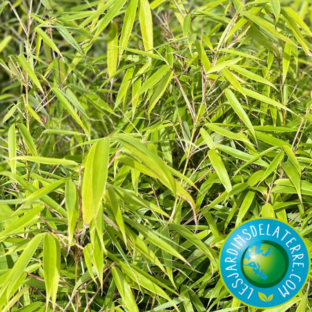 Bambou - Fargesia rufa