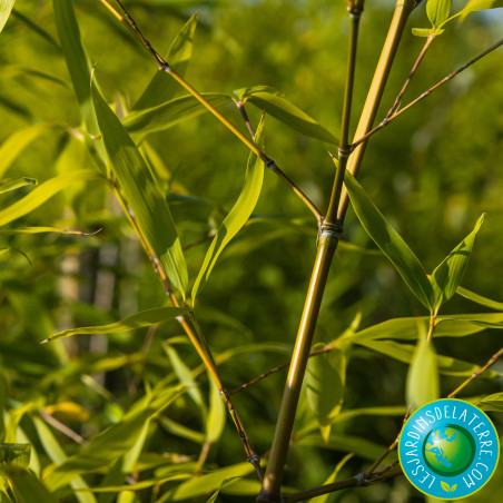 Bambou doré - Phyllostachys aurea