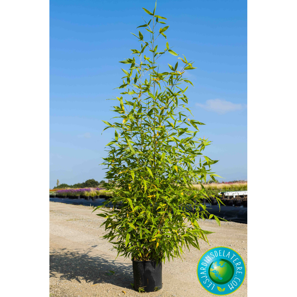 Bambou doré - Phyllostachys aurea Bambou doré - Phyllostachys aurea