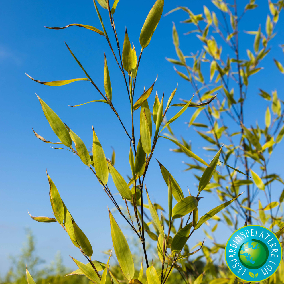 Bambou noir - Phyllostachys nigra Bambou noir - Phyllostachys nigra