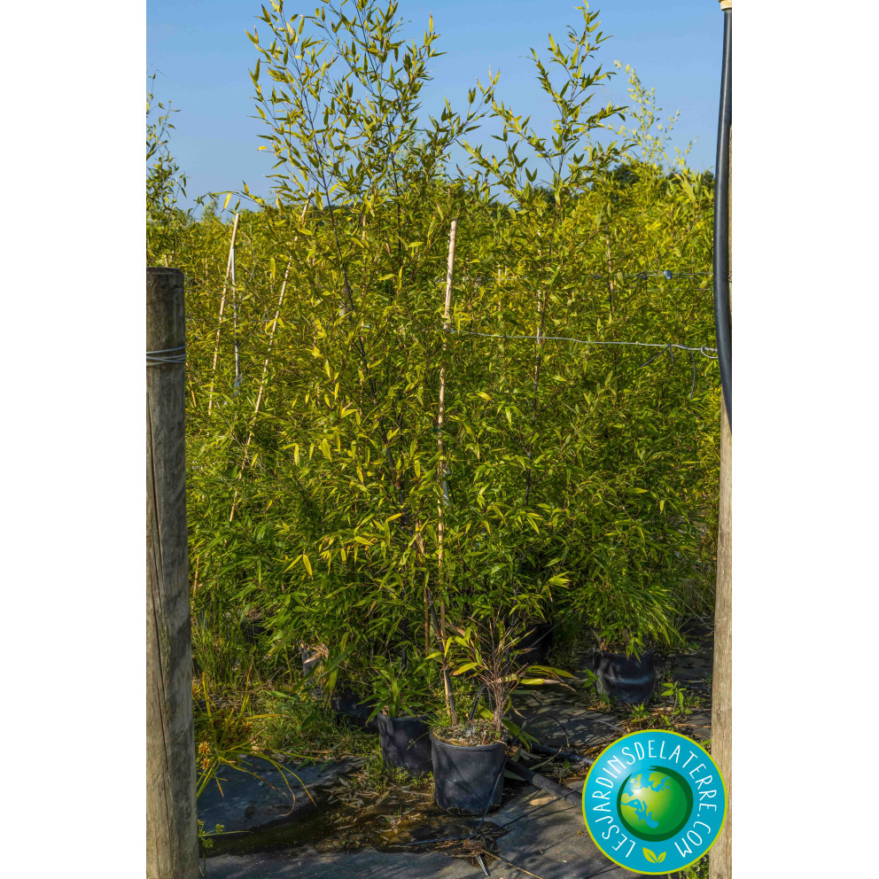 Bambou noir - Phyllostachys nigra Bambou noir - Phyllostachys nigra
