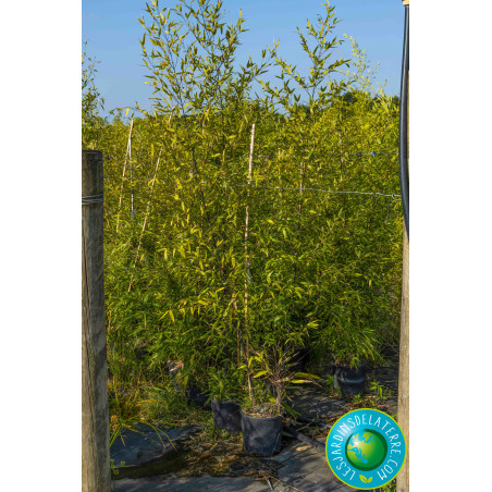 Bambou noir - Phyllostachys nigra