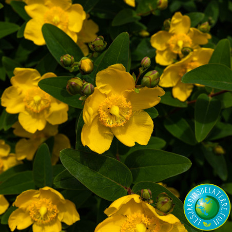 Millepertuis arbustif doré - Hypericum patulum 'Hidcote’
