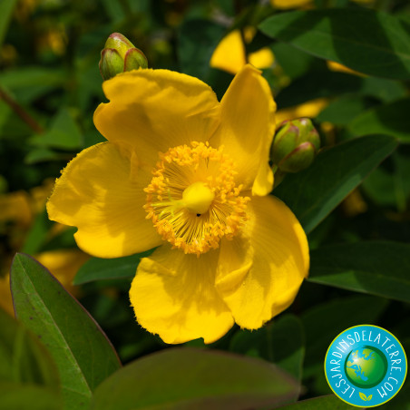 Millepertuis arbustif doré - Hypericum patulum 'Hidcote’