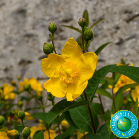 Millepertuis arbustif doré - Hypericum patulum 'Hidcote’