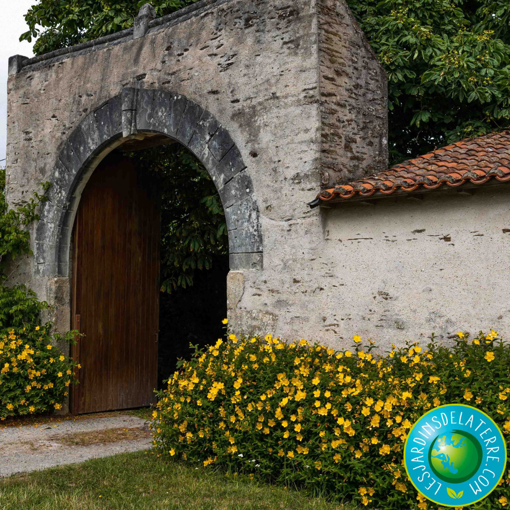 Millepertuis arbustif doré -...