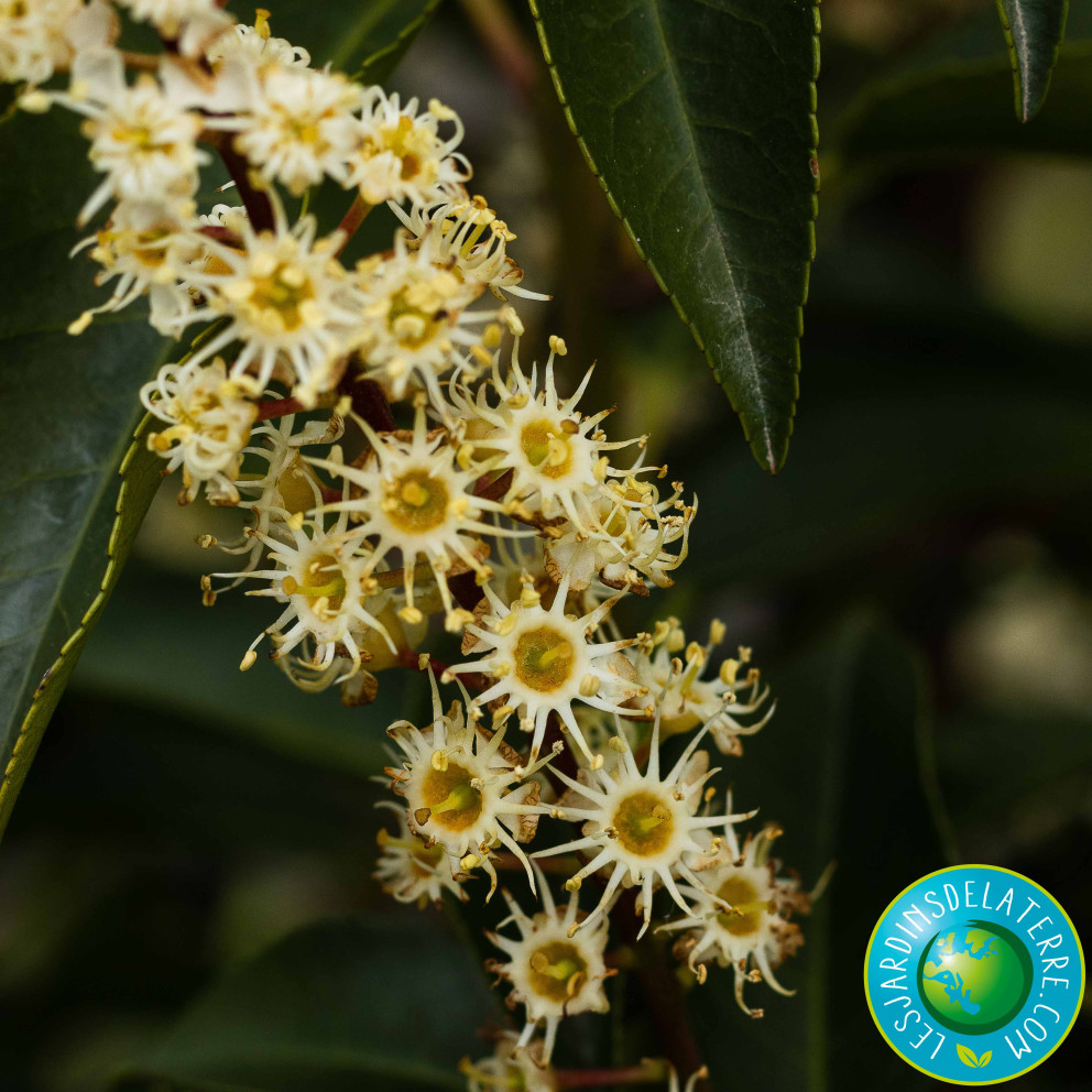 Laurier du Portugal - Prunus lusitanica 'Angustifolia'