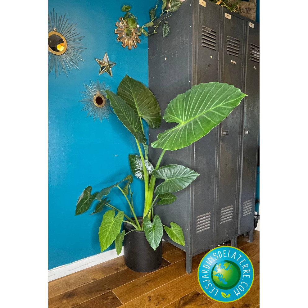 Oreille d'éléphant - Alocasia calidora Oreille d'éléphant - Alocasia calidora