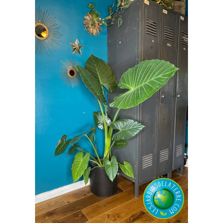Oreille d'éléphant - Alocasia calidora