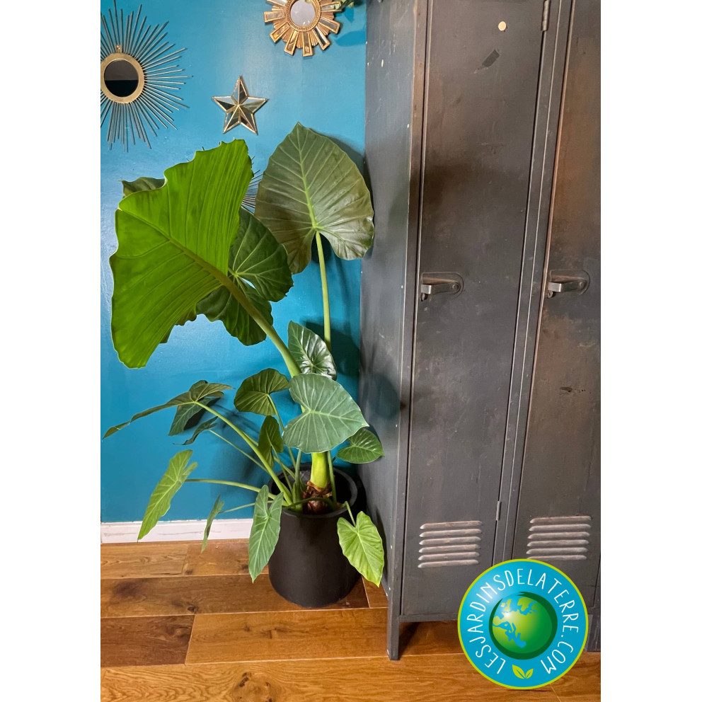 Oreille d'éléphant - Alocasia calidora Oreille d'éléphant - Alocasia calidora