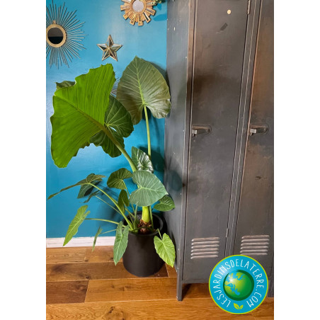 Oreille d'éléphant - Alocasia calidora