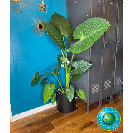 Oreille d'éléphant - Alocasia calidora