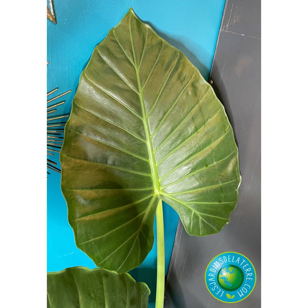 Oreille d'éléphant - Alocasia calidora Oreille d'éléphant - Alocasia calidora