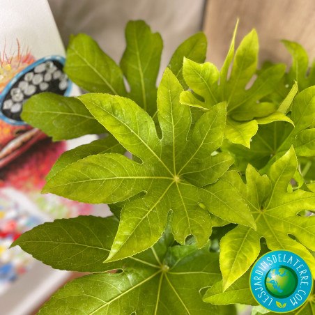 Aralia - Fatsia japonica