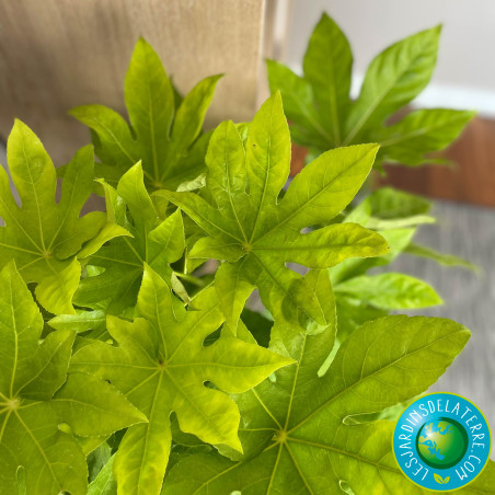 Aralia - Fatsia japonica