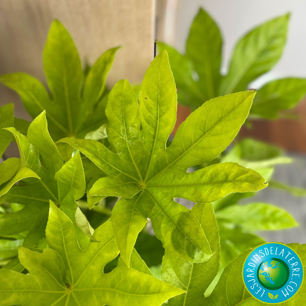 Aralia - Fatsia japonica Aralia - Fatsia japonica