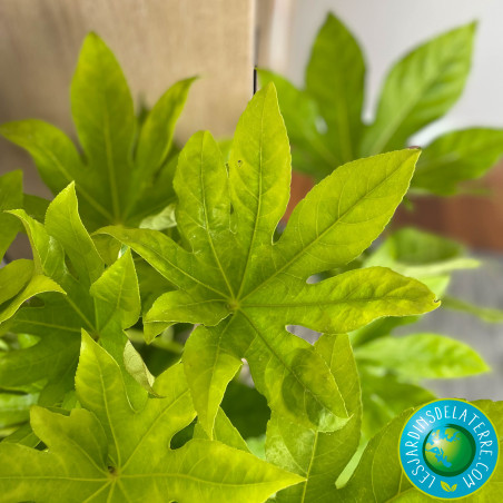 Aralia - Fatsia japonica