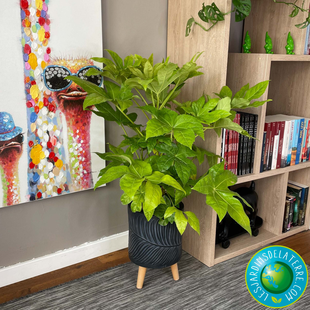 Aralia - Fatsia japonica Aralia - Fatsia japonica