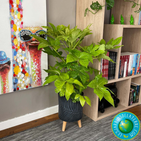 Aralia - Fatsia japonica