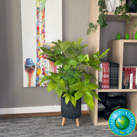 Aralia - Fatsia japonica