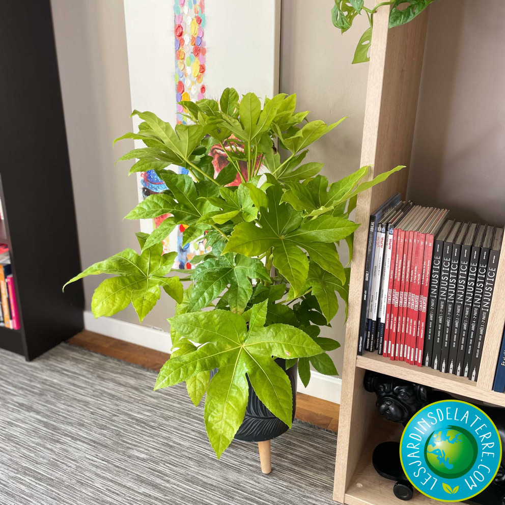 Aralia - Fatsia japonica Aralia - Fatsia japonica