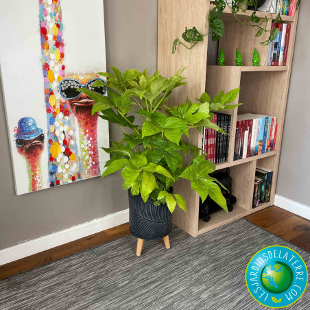 Aralia - Fatsia japonica
