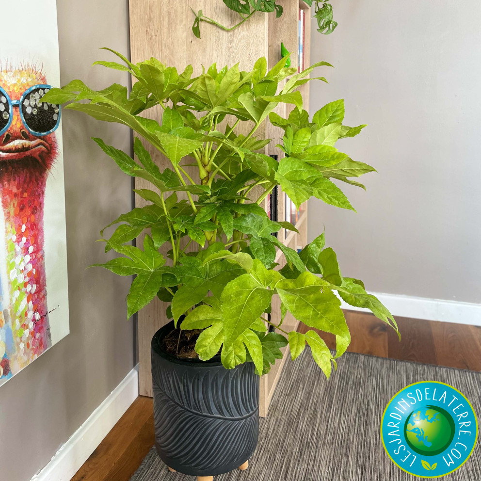 Aralia - Fatsia japonica Aralia - Fatsia japonica