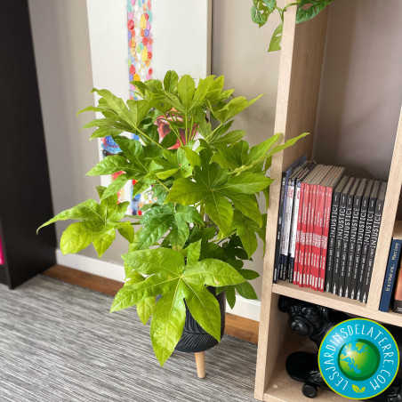 Aralia - Fatsia japonica