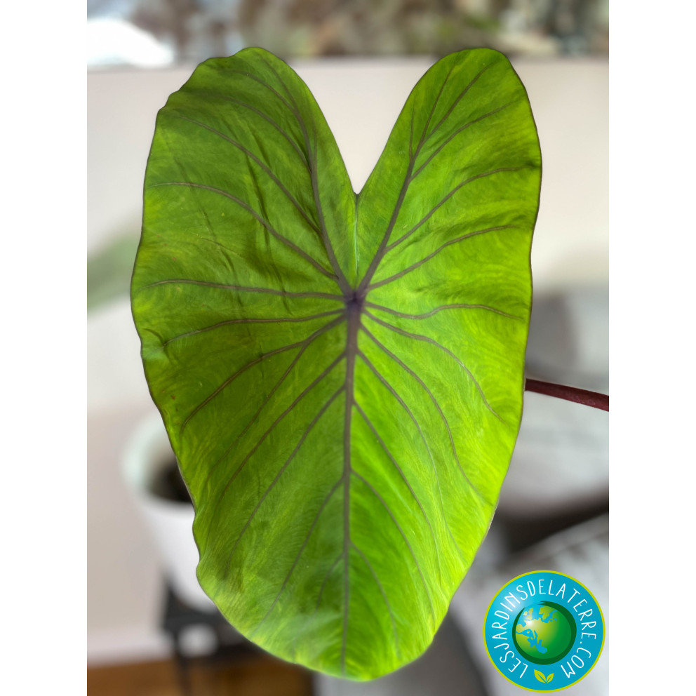 Oreille d'éléphant - Colocasia...