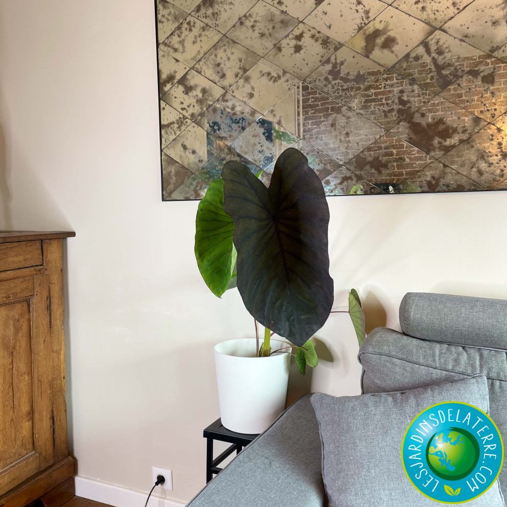 Oreille d'éléphant - Colocasia...