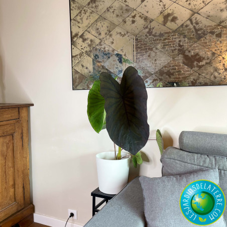 Oreille d'éléphant - Colocasia esculenta 'Black Magic'