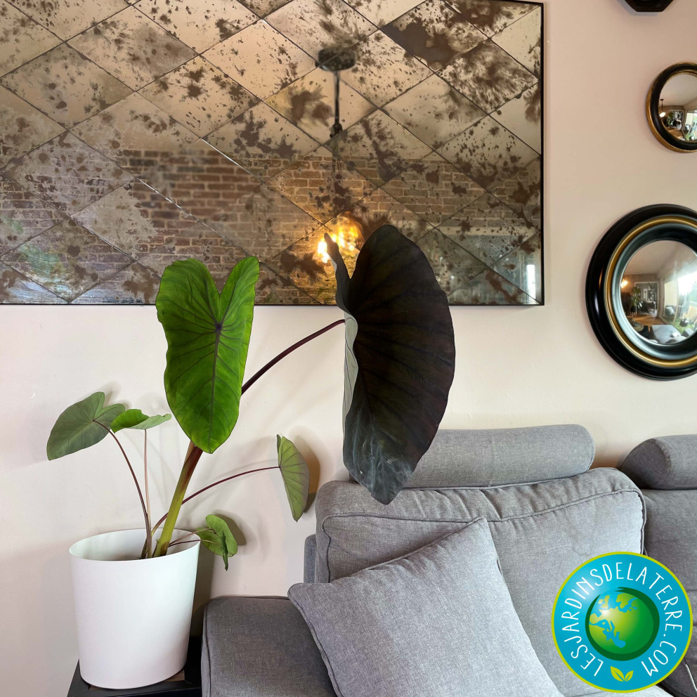 Oreille d'éléphant - Colocasia...