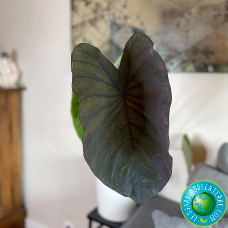 Oreille d'éléphant - Colocasia esculenta 'Black Magic'