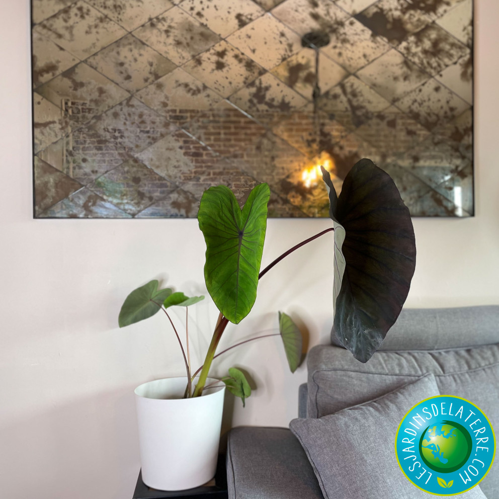 Oreille d'éléphant - Colocasia...