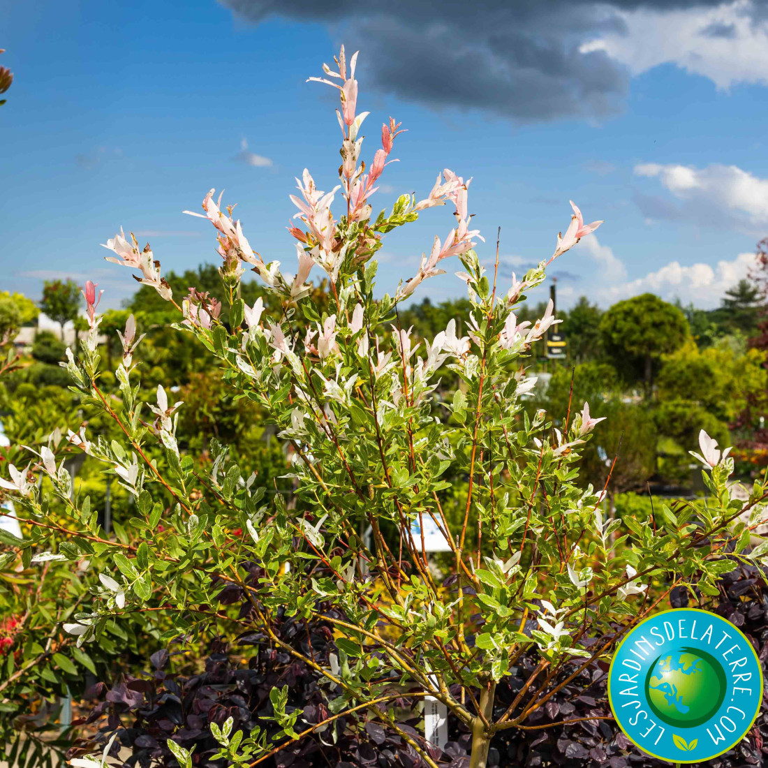 Saule Crevette, Salix integra Hakuro Nishiki - Déco du Jardin à Reims