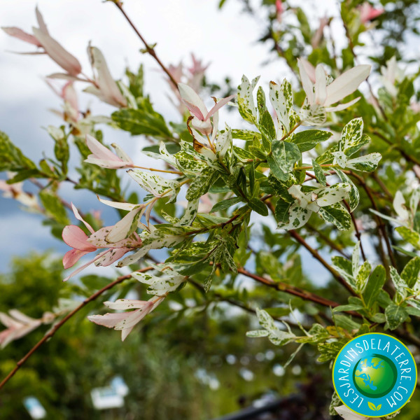 Saule crevette - Salix...