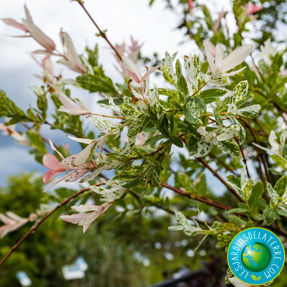 Saule crevette - Salix integra 'Hakuro-Nishiki'