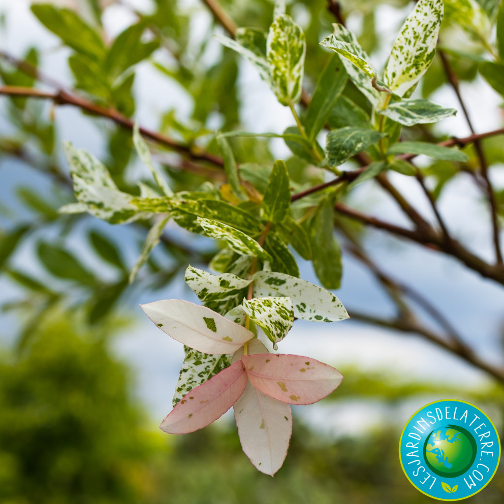 Saule crevette - Salix integra...