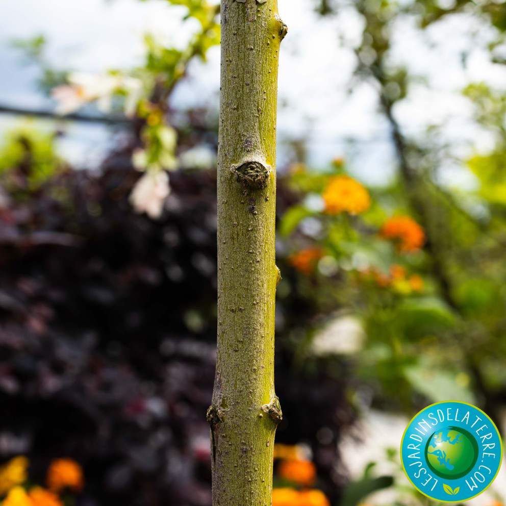 Saule crevette - Salix integra...