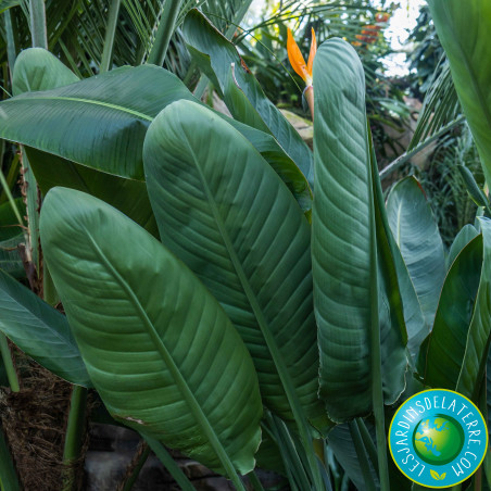 Oiseau de paradis - Strelitzia reginae