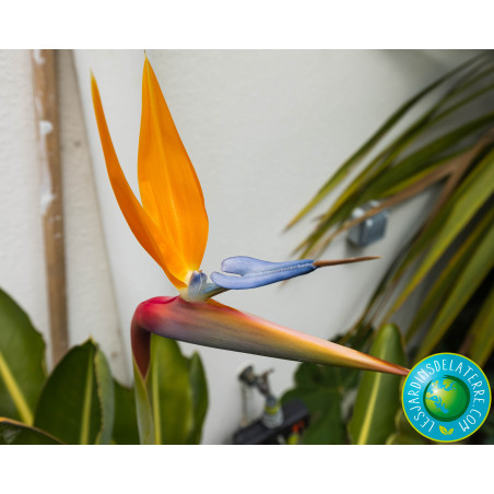 Oiseau de paradis - Strelitzia reginae