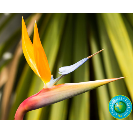Oiseau de paradis - Strelitzia reginae