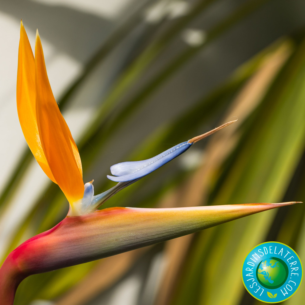 Oiseau de paradis - Strelitzia reginae Oiseau de paradis - Strelitzia reginae