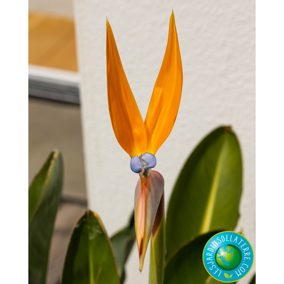 Oiseau de paradis - Strelitzia reginae Oiseau de paradis - Strelitzia reginae