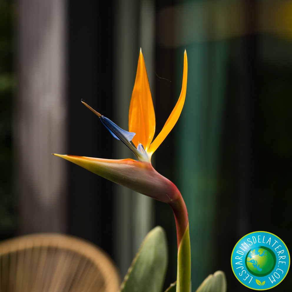 Oiseau de paradis - Strelitzia reginae Oiseau de paradis - Strelitzia reginae