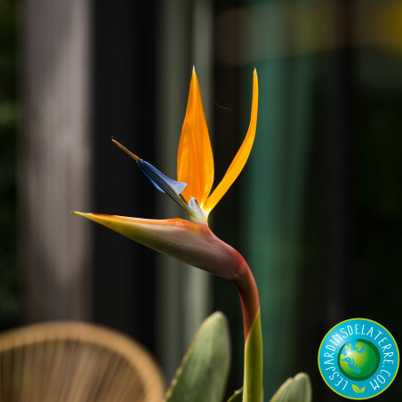 Oiseau de paradis - Strelitzia reginae