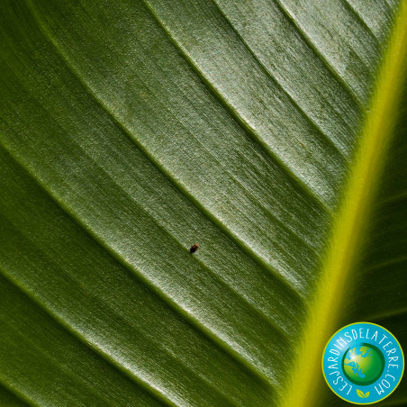 Oiseau de paradis - Strelitzia reginae