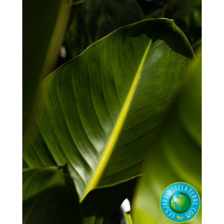 Oiseau de paradis - Strelitzia reginae