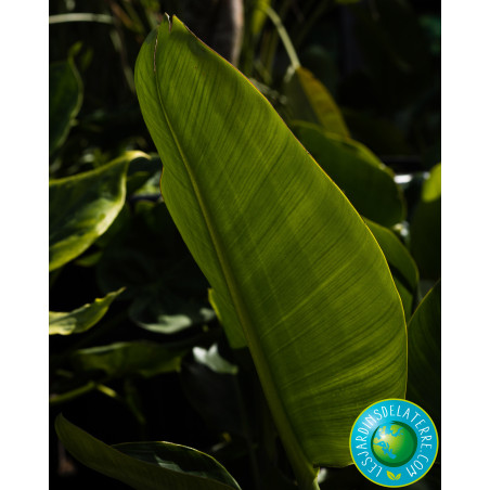 Oiseau de paradis - Strelitzia reginae